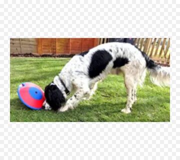 Pet sport