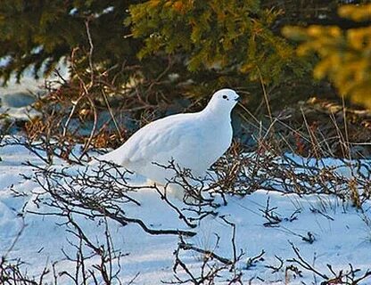 Полярная куропатка в какой природной