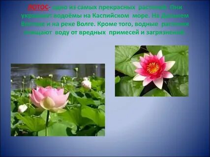 Проект красная книга 2 класс окружающий растение