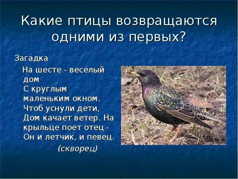 Какая птица на землю почти не садится