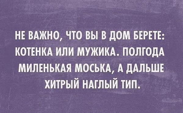 Полгода без мужчины. Хитрый Тип. Наглый Тип. Хитрый наглый человек одним словом. Сначала мужчина котенок потом наглый кот.