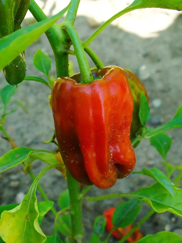 Capsicum annuum. Capsicum annuum «Ogonek»). Capsicum annuum var. Cerasiforme. Sweet Cayenne перец.