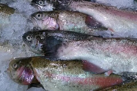 К чему снится замороженная рыба женщине замужней