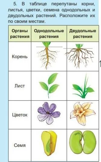 Трехчленный тип строения цветка однодольные или двудольные. Цветок у однодольных растений и двудольных растений. Однодольные 2) двудольные. Цветок трехчленного типа у однодольных или двудольных. Число частей цветка у однодольных и двудольных растений.