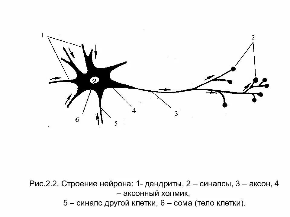 На рисунке изображено строение нейрона. Строение нейрона аксонный холмик. строение аксона нейрона функции. строение нейрона аксон дендрит синапс. строение нейрона тело аксон дендрит.