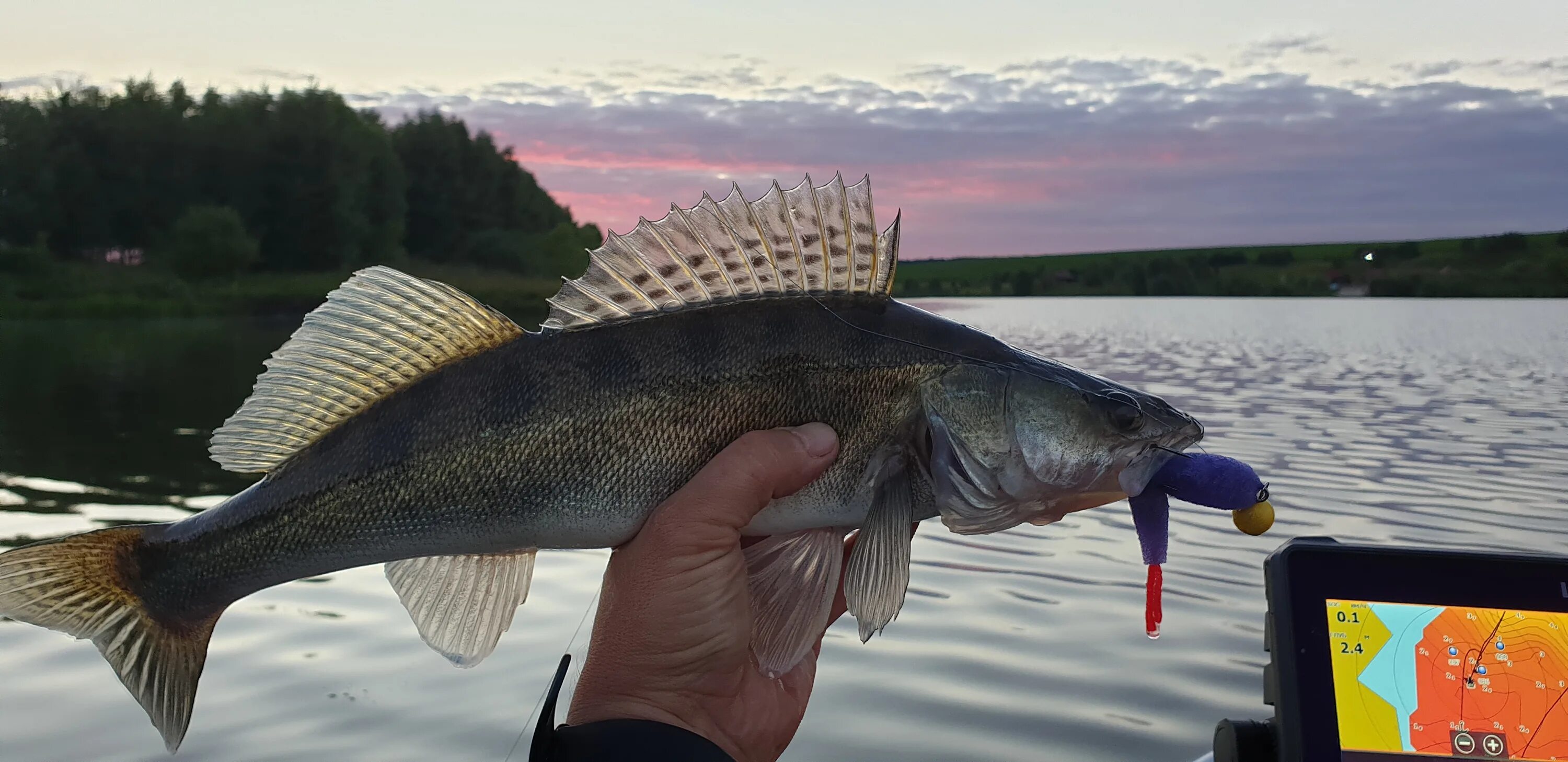 Судак 11 кг. Судак рыба большой 8кг. Окунь берш судак. Судак быстро. Большой судак.