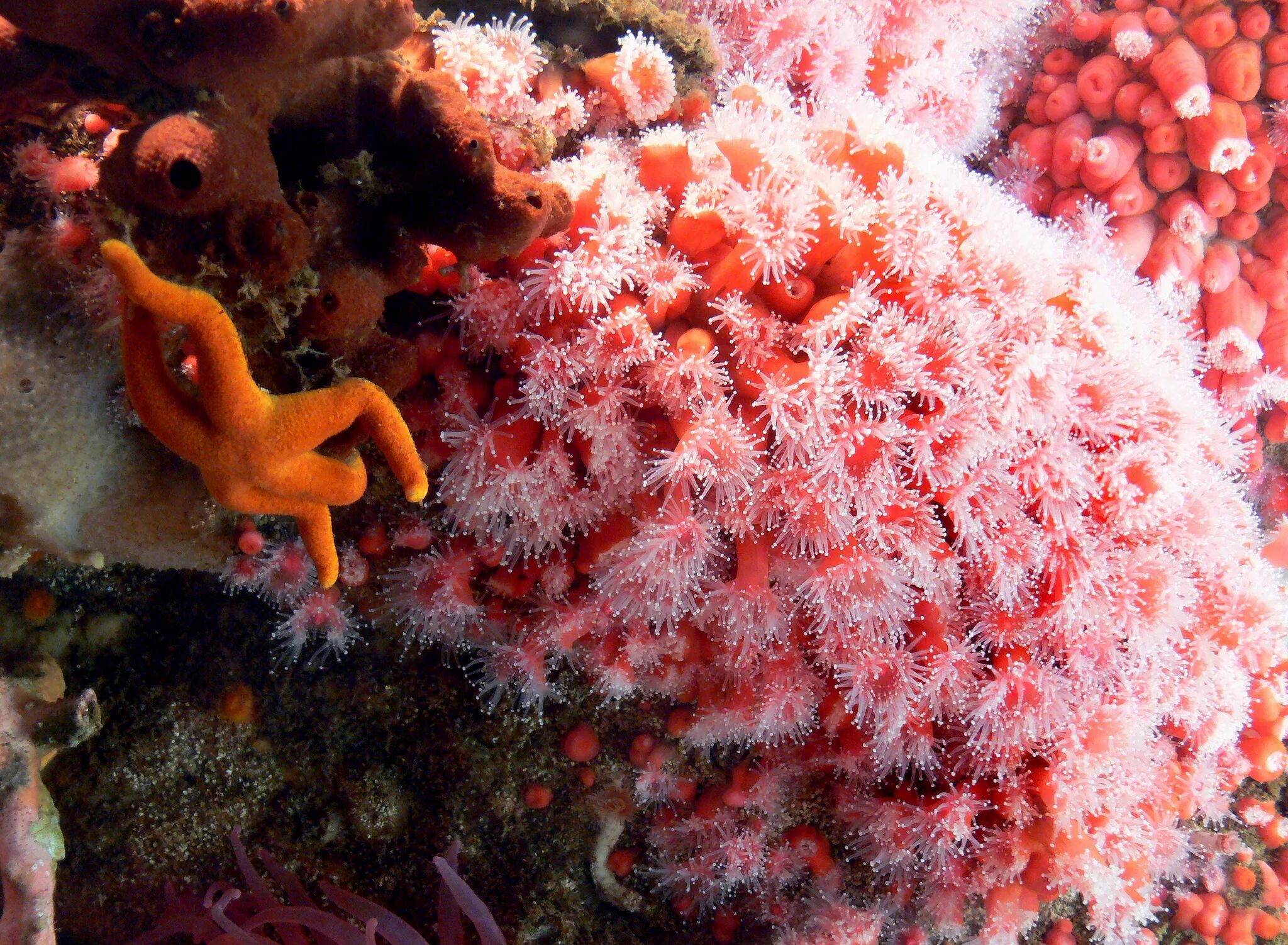 Red coral. Красный коралл Кишечнополостные. Коралловые полипы красный коралл. Благородный коралл Кишечнополостные. Красный коралл рифы.