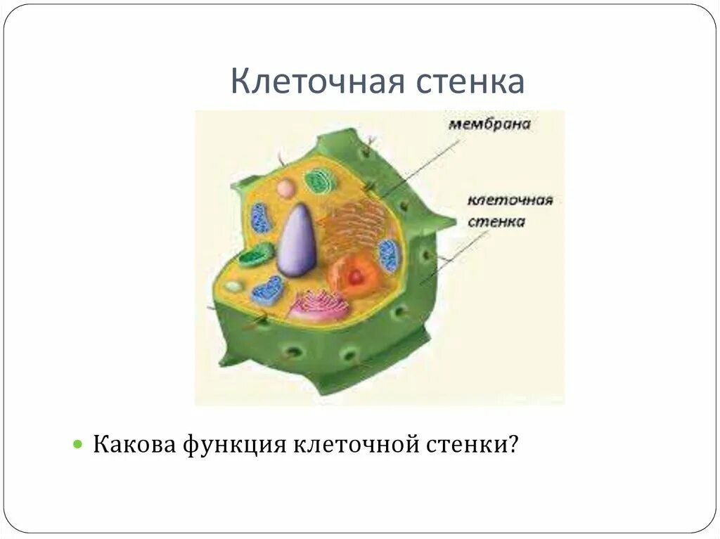 Стенка клетки рисунок. Клеточная стенка растительной клетки строение и функции. клетка биология строение клеточная стенка. функция клеточной стенки в растительной клетке. строение клеточной стенки растительной клетки.