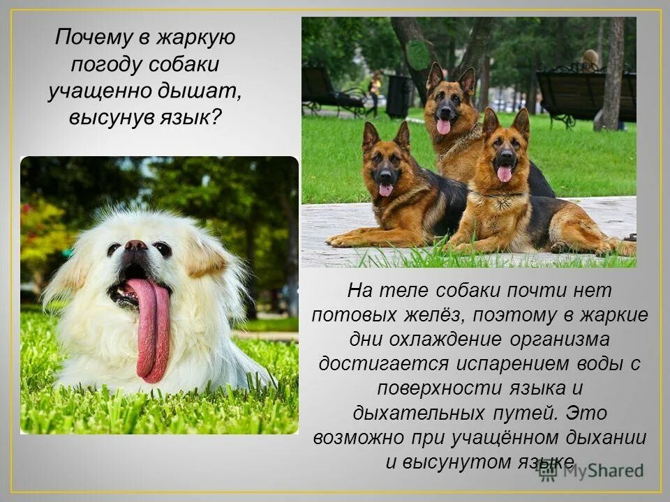 Собака часто дышит и трясется. Почему собаки высовывают язык в жаркую погоду. Почему собаки высовывают язык. Почему собака часто дышит. Собака с высунутым языком.