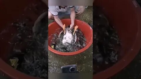 Утку ощипать быстро и легко