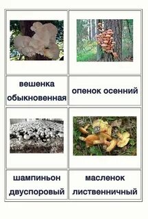 С какими деревьями белый гриб образует микоризу