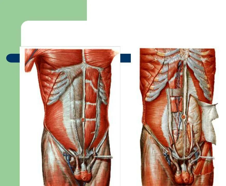 Стенка анатомия. Мышцы брюшной стенки послойно. Апоневрозы мышц передней брюшной стенки.