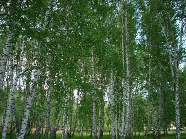 Березовая роща томск. Березовая роща томск каштак белки. Парк бакчар. Березовая роща томск. Гостиница притомье кемерово.