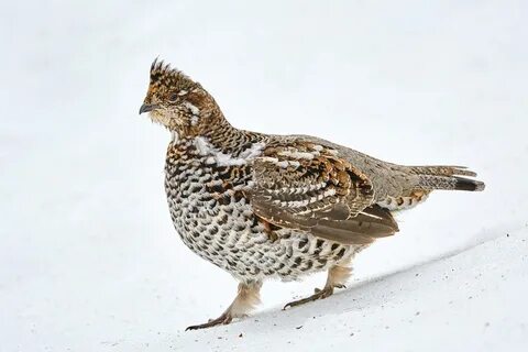 Воробьи вороны голуби рябчики глухари