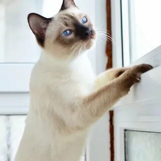 Тайская кошка характер