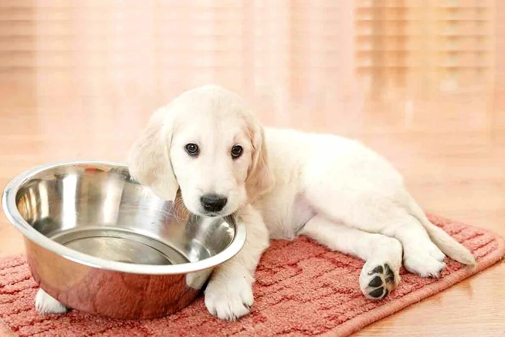 Лабрадор питание. Натуральное питание для собак лабрадоров. Рацион питания лабрадоров. Рацион питания лабрадоров. Миска для собак.