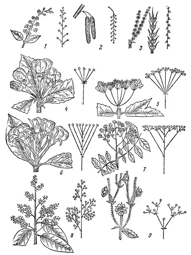 плодовые соцветия. тычинка гортензии. цветок с фиолетовыми ягодами. соцветие щиток. калина соцветие щиток.