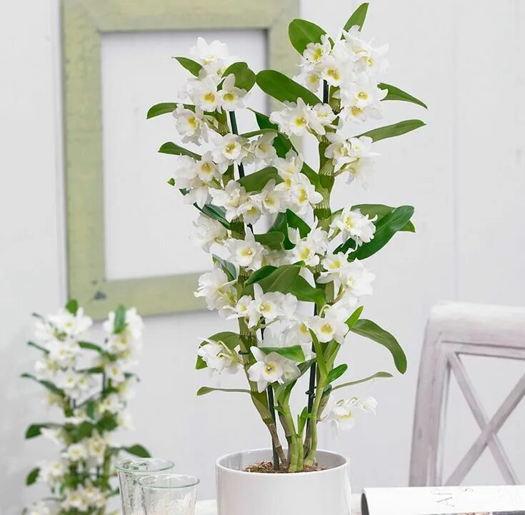 Разновидности орхидей фото Best 12 Hydrogen peroxide the best fertilizer for orchids #fertilizer #Hydro