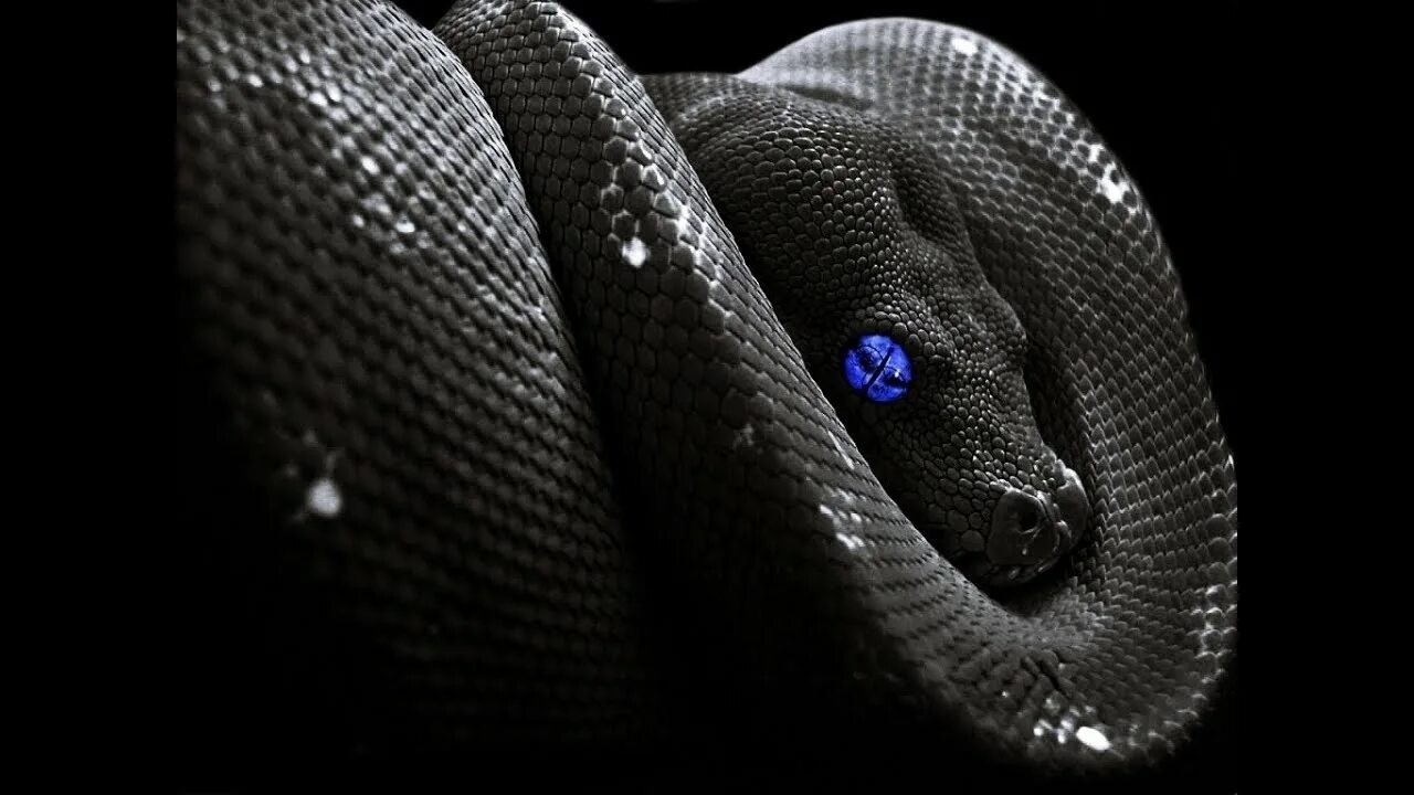 Feint coma snake