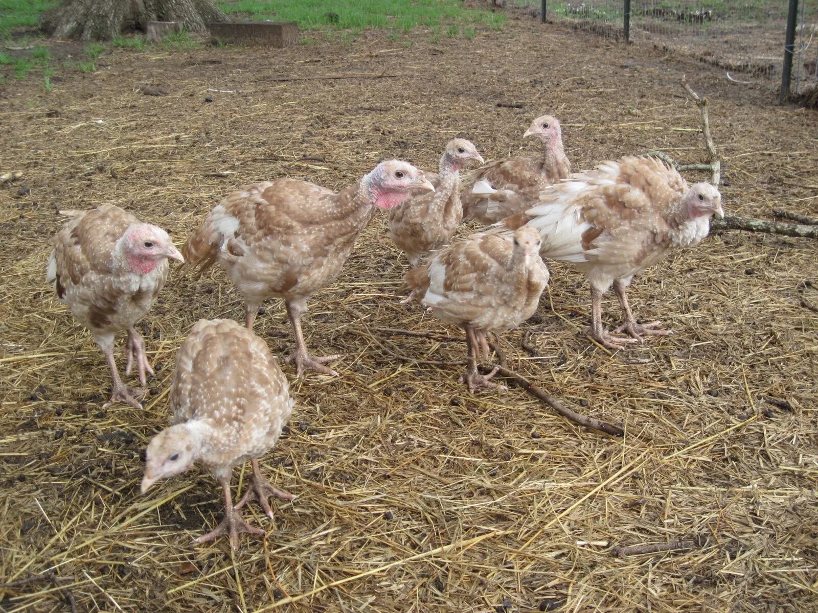 Индюшата пищат. Индюшата. индюк молодняк. маленькие индюшата.