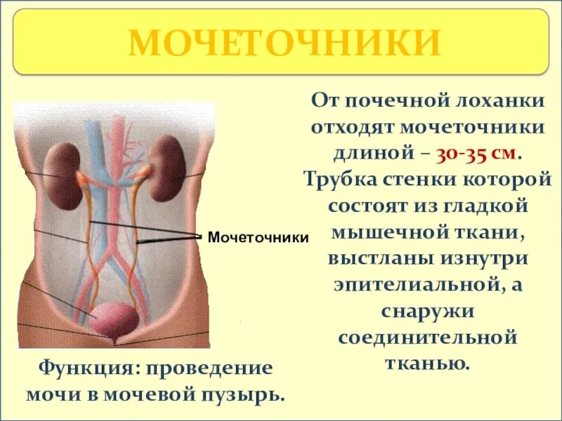 Характеристика мочеточника. Функции мочеточника функции. Мочеточники строение и функции. Расположение мочеточников. Строение мочеточника.