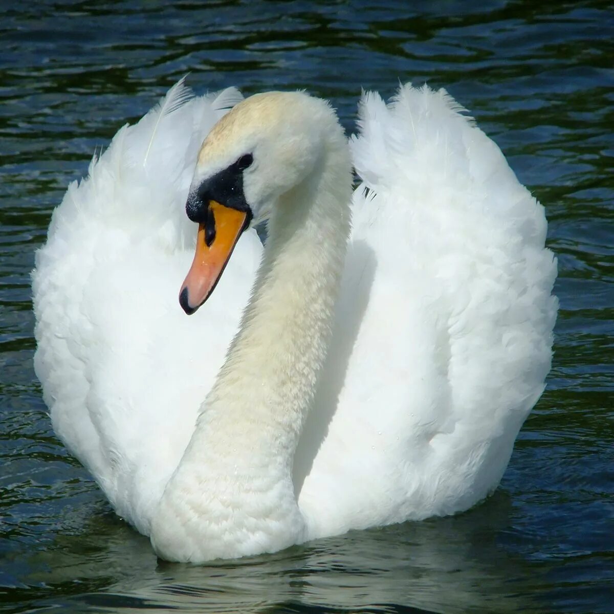 Swan b
