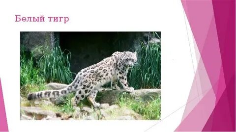 Животные красной книги окружающий мир 4