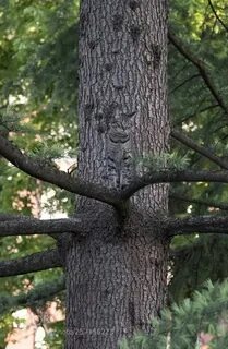 Найди приколы
