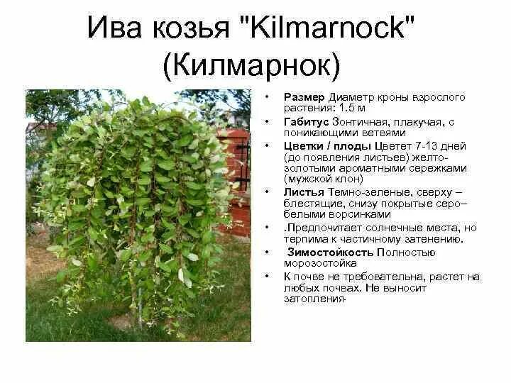 Ива козья фото и описание кустарника