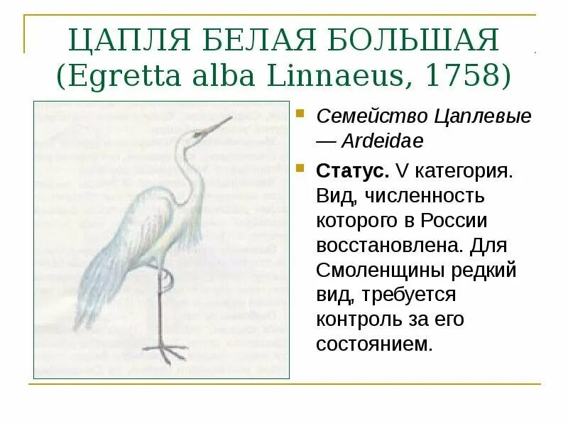 Содержание белая цапля. Большая белая цапля красная книга краткое описание. цапля красная книга. большая белая цапля описание.
