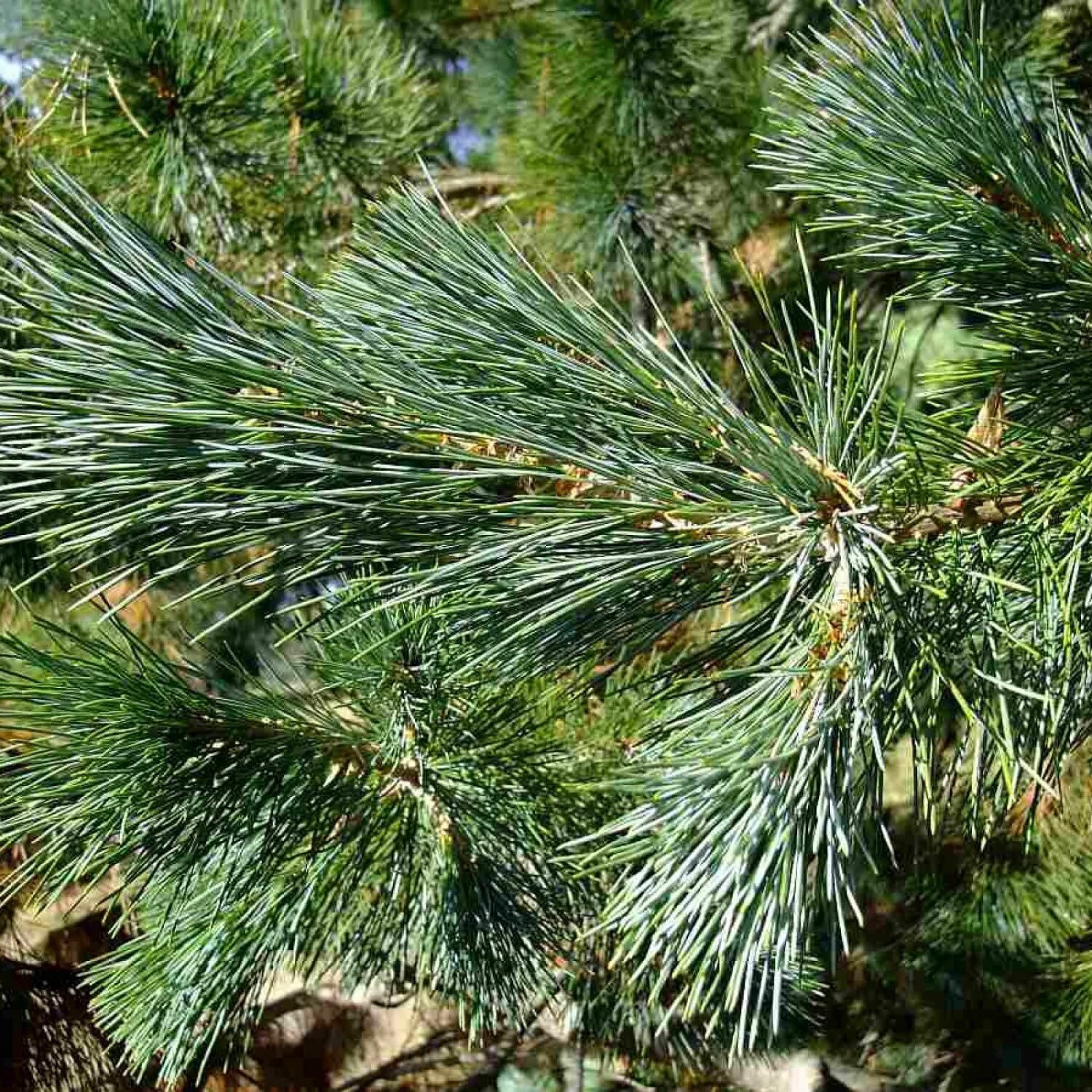 Хвойные смешанные. Сосны Pinus lambertiana. Сосна Ламберта (Pinus lambertiana). Pinus lambertiana Cone. Сосна Ламберта шишки.