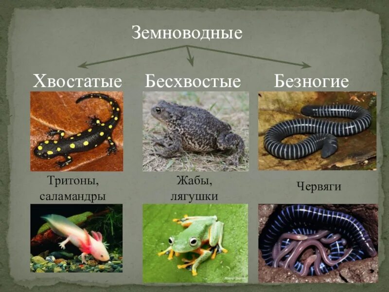 Какие земноводные относятся к отряду хвостатых. Отряд хвостатые земноводные представители. земноводные бесхвостые хвостатые безногие. хвостатые земноводные хвостатые земноводные. представители класса хвостатые земноводные.