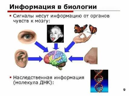 Примеры источников биологической информации