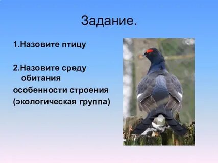Какую среду обитания освоили птицы