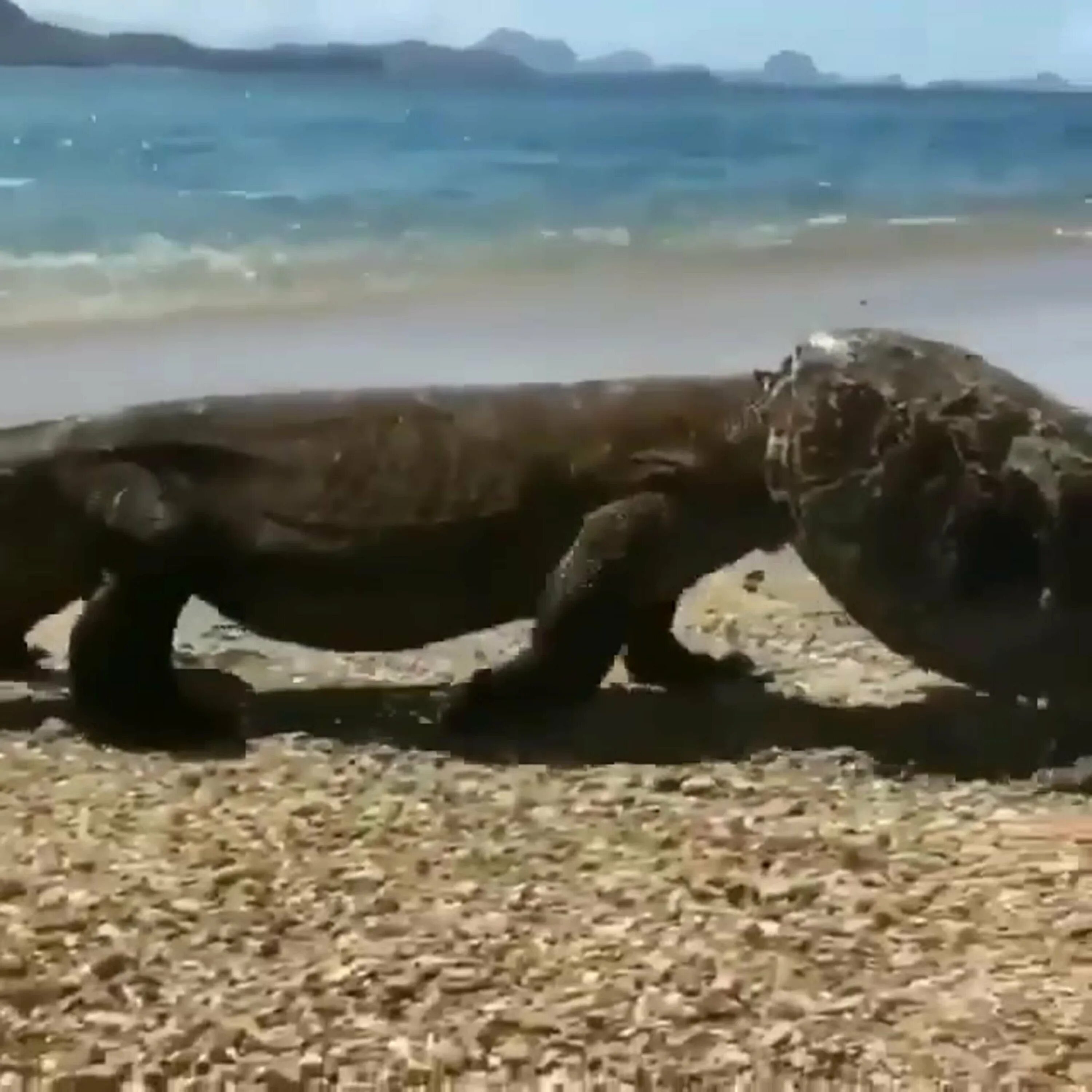Komodo i died