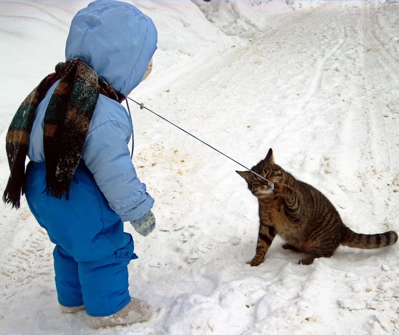 Значит погулять. Кот на прогулке. Человек гуляет с котом. Прогулка с котом на улице. Кот на поводке гуляет зимой.