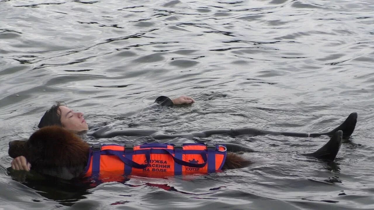 Видео спасения людей. Собака спасатель ньюфаундленд. Ньюфаундленд спасатель на воде. Спасательные собаки на воде. Собаки спасатели на воде.