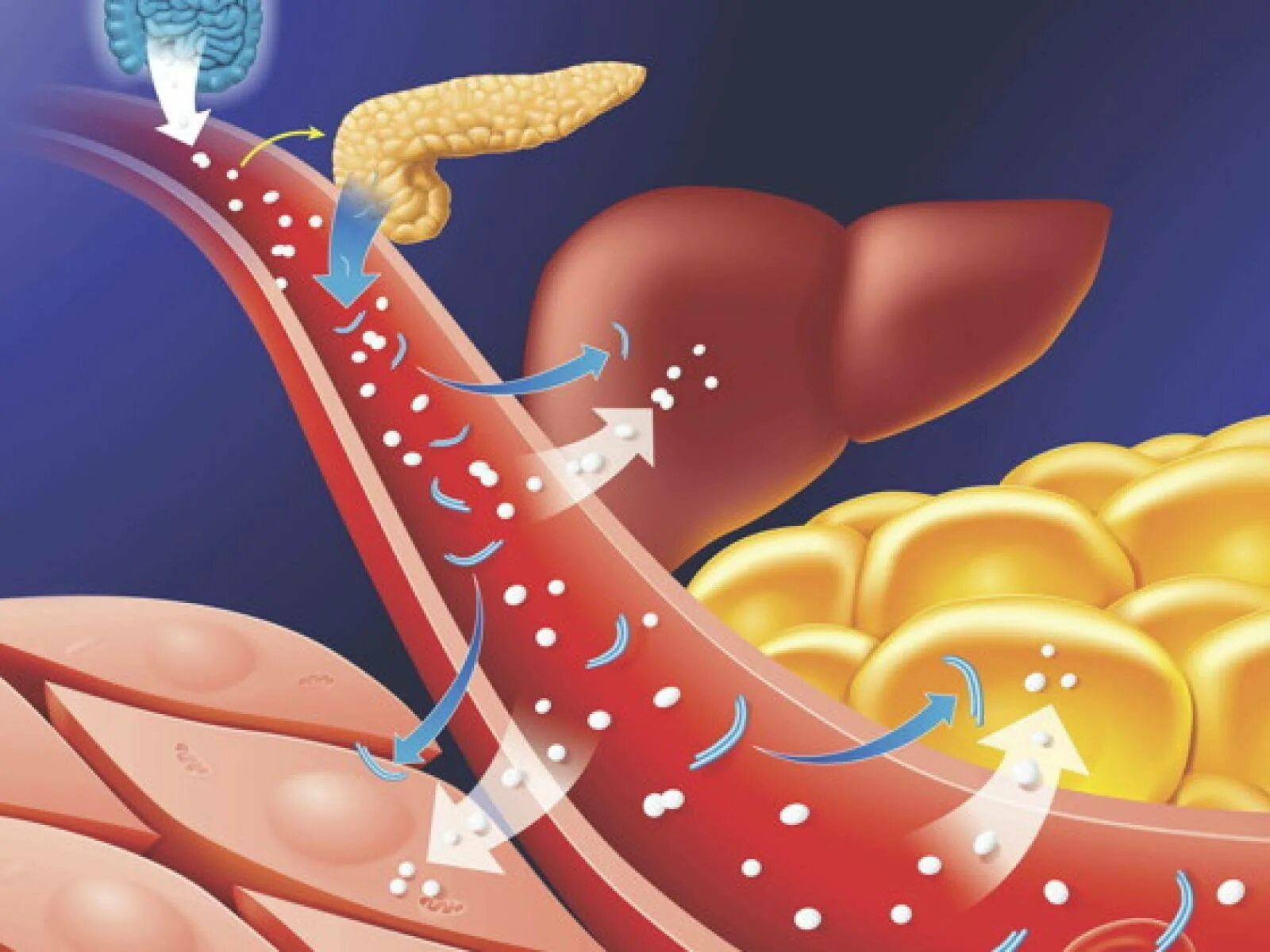 Печень сахар в крови. Всасывание препарата в организм. Превращение сахара в жир в организме человека. Всасывание сахара в организме. Печени лекарств всасывание.