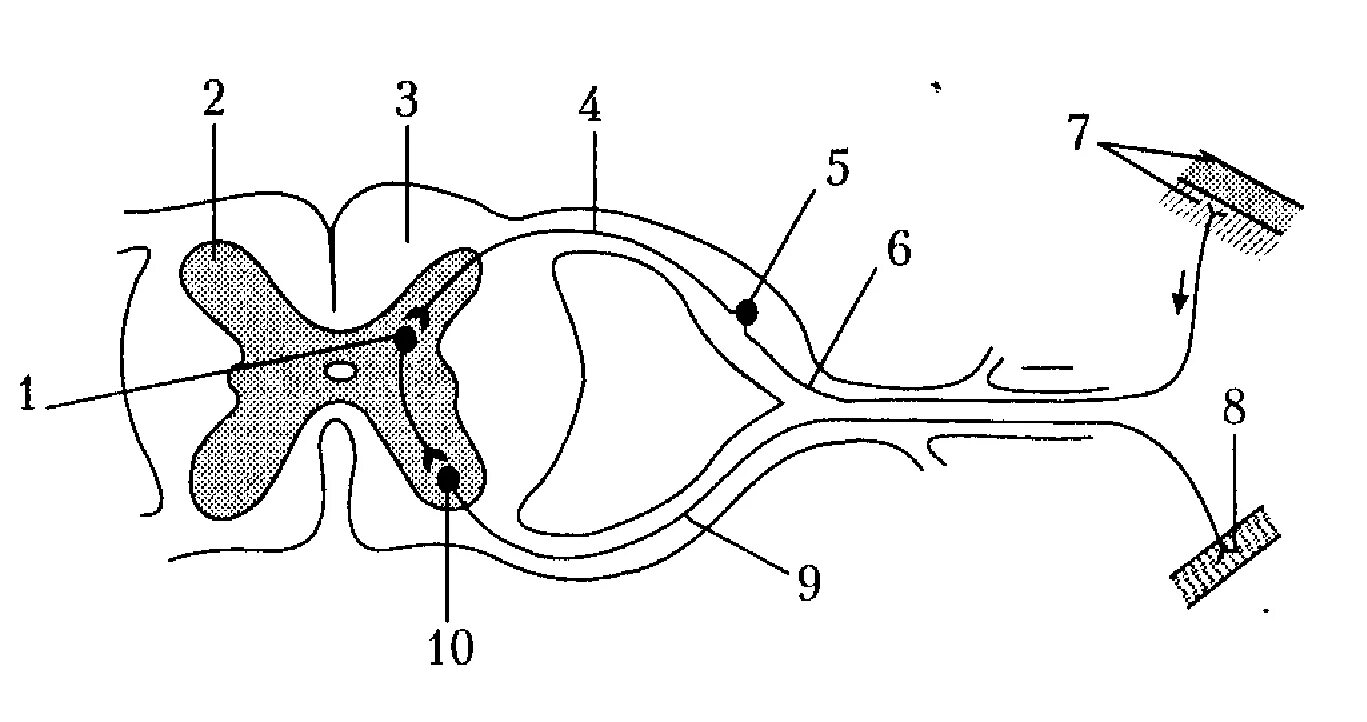 Строение рефлекторной дуги рисунок. Изучите схему строения рефлекторной дуги ответьте на вопросы. Исполнительный Нейрон на схеме. Рефлекторная дуга строение у собаки. Рефлекторная дуга схема 8 класс исполнительный Нейрон.