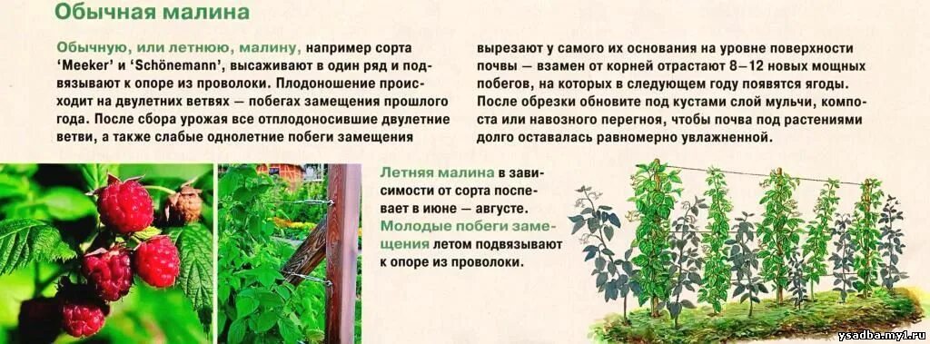 Обрезка ремонтантной малины. Обрезка ремонтантной малины осенью. Обрезать ремонтантную малину. Обрезка ремонтантной малины весной. Уход за ремонтантной малиной летом.
