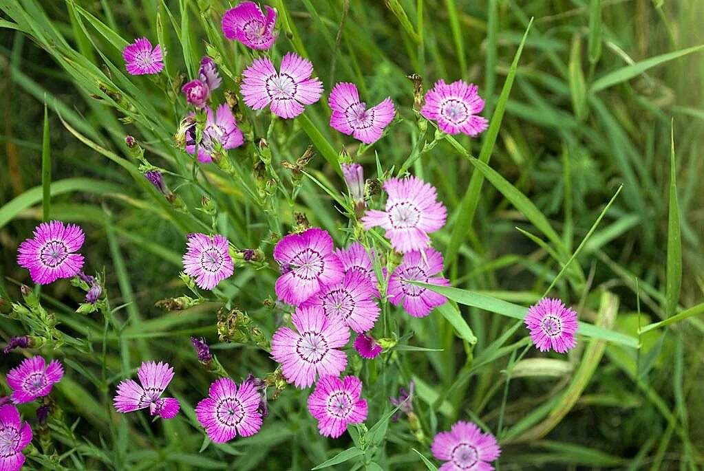 Гвоздика полевой цветок. Гвоздика луговая. Гвоздика травянка луговая. Гвоздика-травянка луговой цветок. Гвоздика луговая.