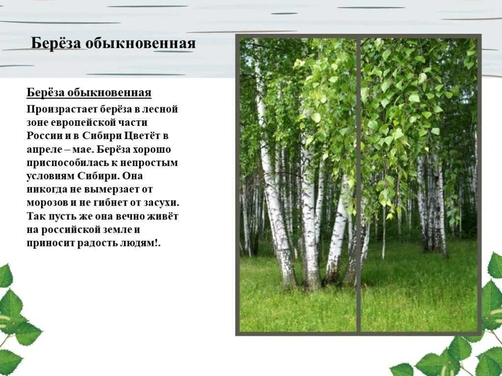 В какой зоне растет береза. В какой зоне растет береза