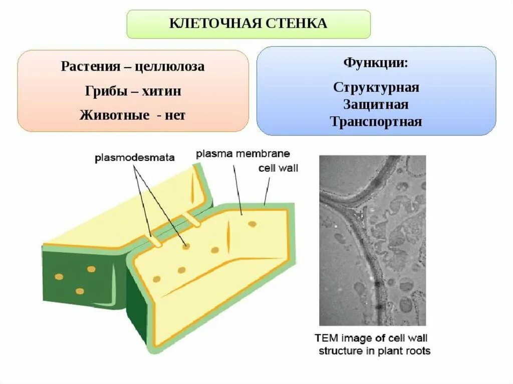 Имеется клеточная стенка из хитина. Клеточная стенка растительной клетки строение и функции. Целлюлозная клеточная стенка растительной клетки. Структура и функции клеточной стенки растительных клеток. Клетка биология строение клеточная стенка.