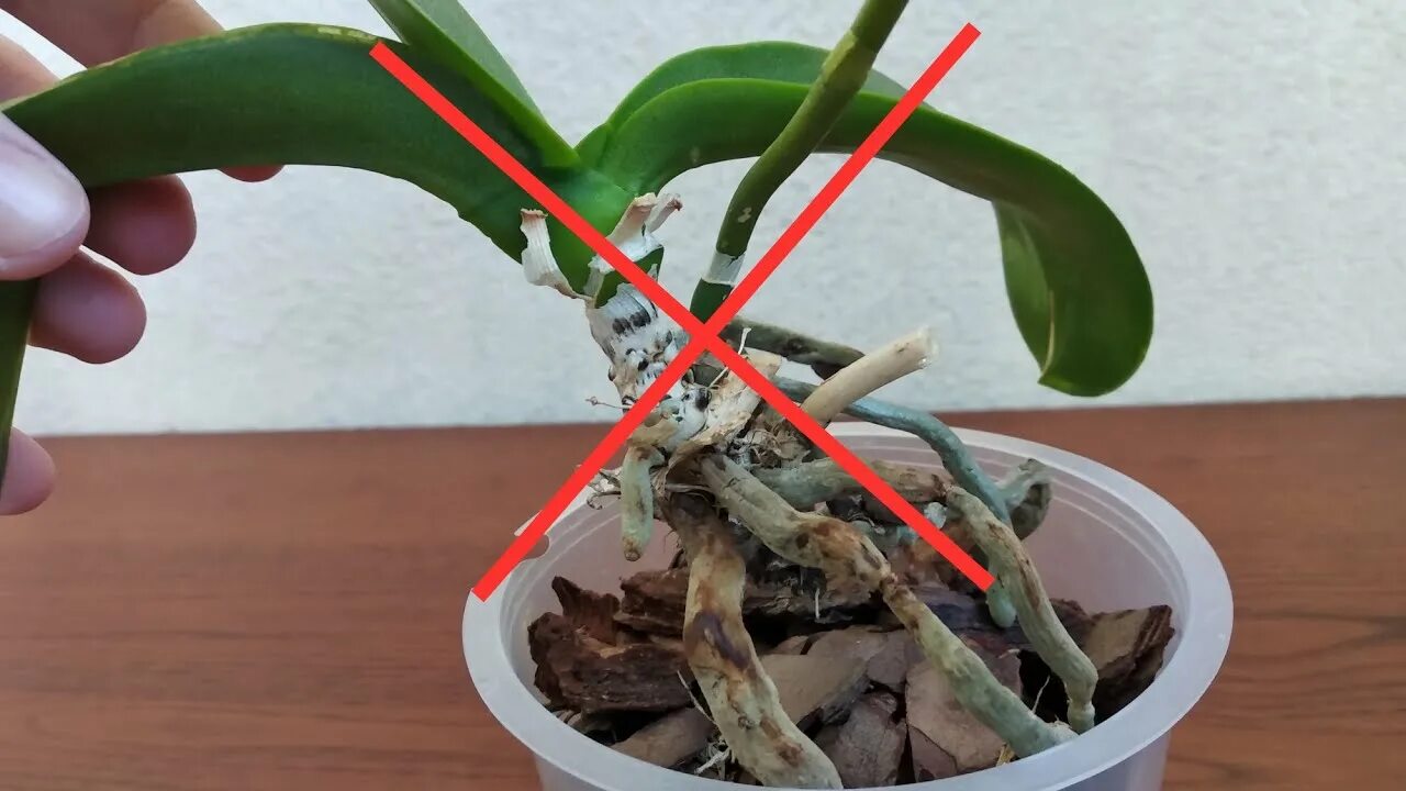 Посадить корень орхидеи. Орхидея фаленопсис корни. Корневая шейка орхидеи фаленопсис. Омолаживание орхидеи фаленопсис. Фаленопсис шейка.