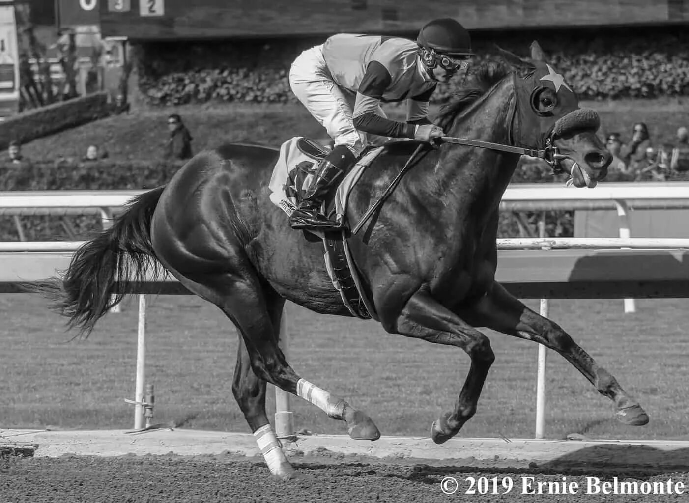 Черные скачки. Лошадь на белом фоне. Конные скачки. Скачки черно белое фото. Скачущий всадник.