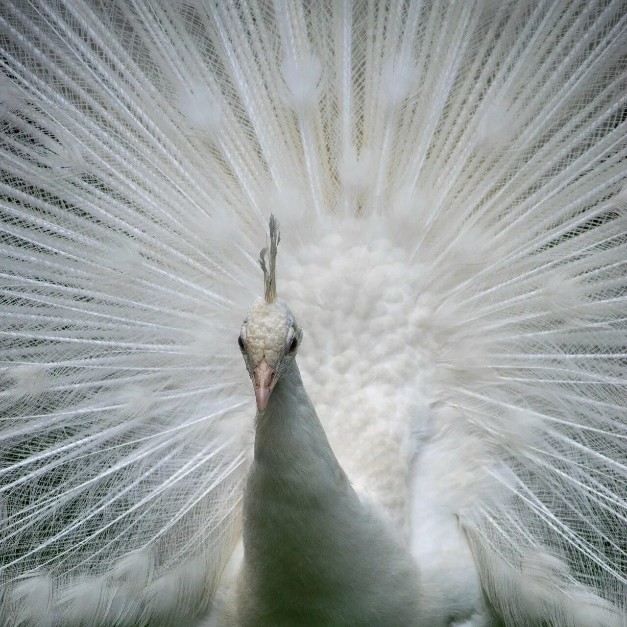 При низких температурах воздуха птицы распушают перья. Павлин альбинос распускает хвост. Белый Королевский Павлин. Павлин полуальбинос. Индийский белый Павлин.
