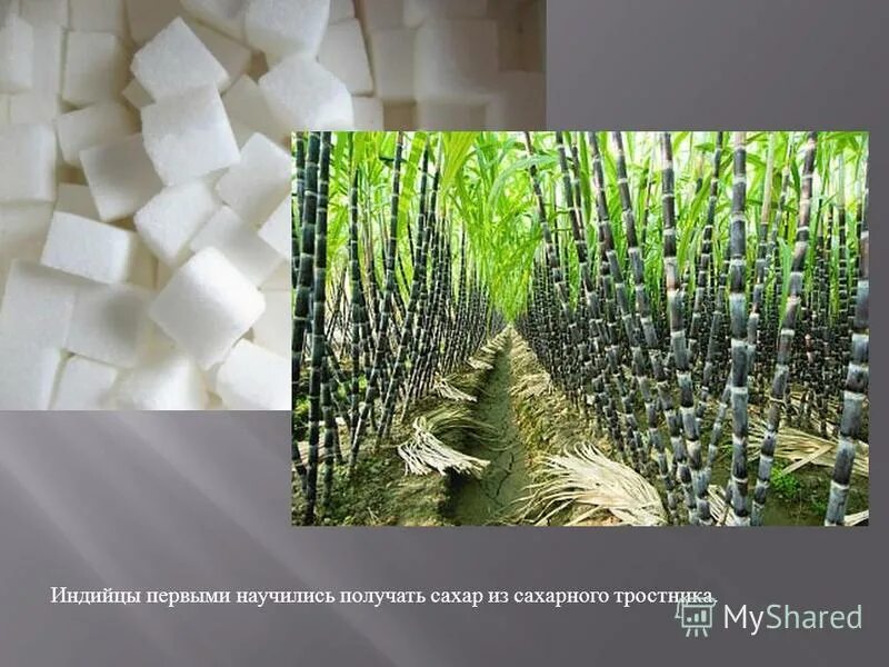 Историческая справка о производстве сахара. Добыча сахара из сахарного тростника. Количество сахарного тростника 20 тонн содержание сахара 9. Листья сахарного тростника. Сколько сахара получается из сахарного тростника.