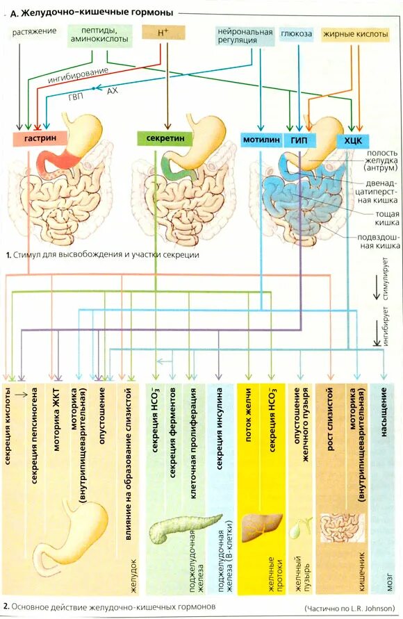 Пищеварительные соки ферменты гормоны. Гормоны пищеварительной системы. Гормоны пищеварительного тракта таблица. Гормоны пищеварительной системы физиология. Гормон отвечающий за пищеварение.