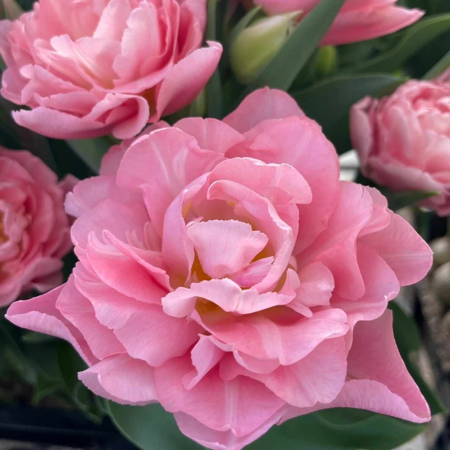 Dreamer тюльпан. Dreamer тюльпан. Тюльпан дример махровый. Сорт тюльпана дример. Сорт тюльпана дример.