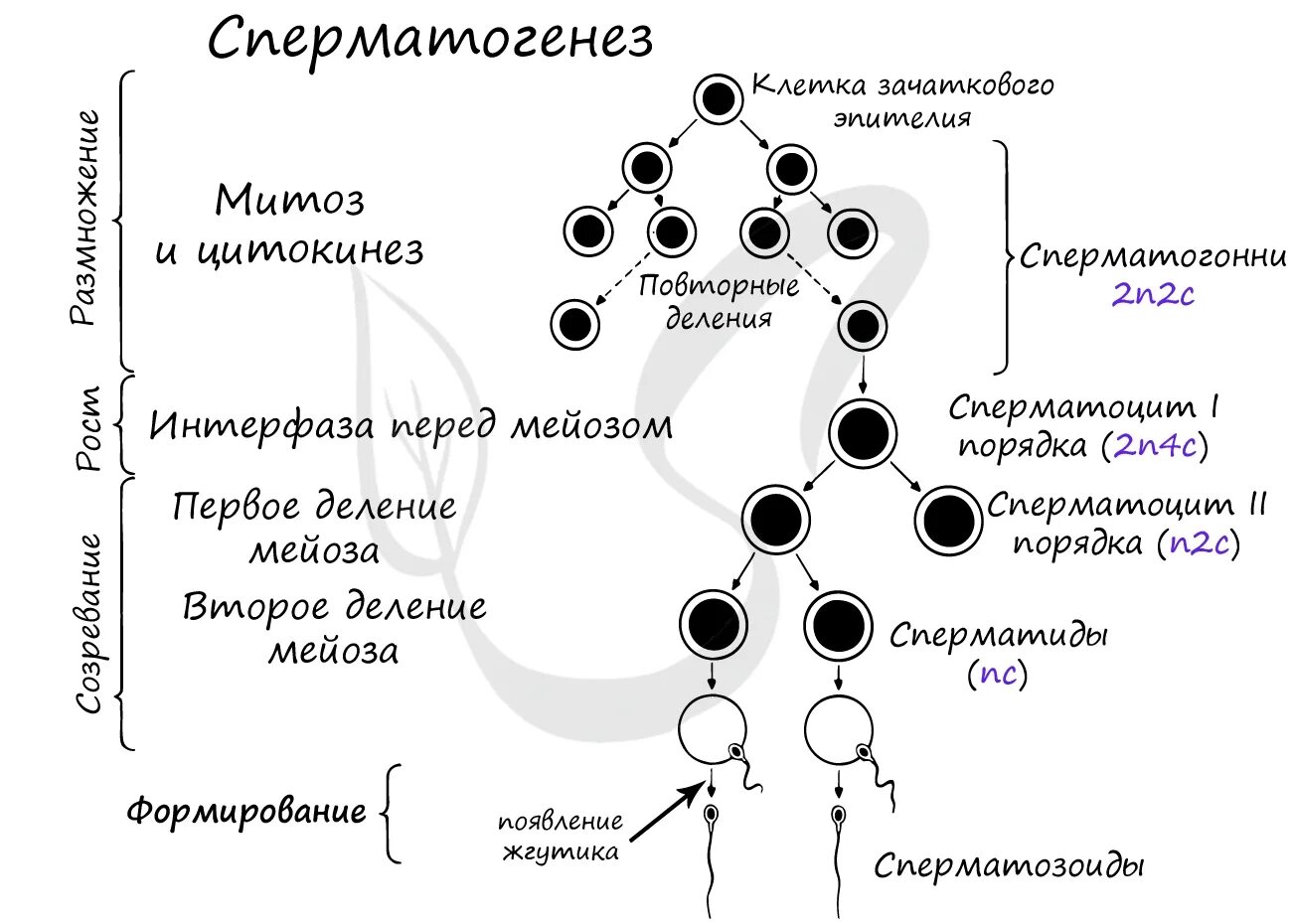 Первичные мужские половые клетки. 2. Гаметогенез. Сперматогенез. Фаза созревания сперматогенеза. Фаза размножения сперматогенеза. Схема процесса сперматогенеза.